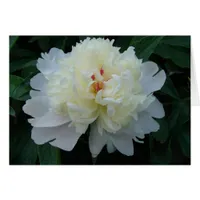 Peony