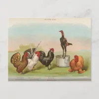 Bantams Postcard