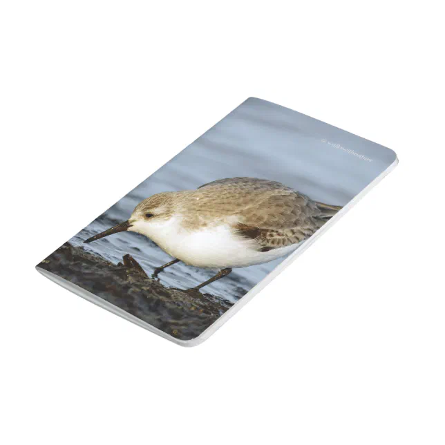 A Pair of Sanderlings Forages on the Shore Journal