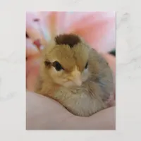 Teeny Baby Chicken in my  hand Postcard