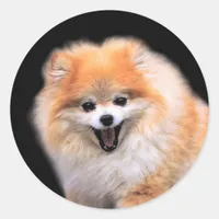 Cute Laughing Pomeranian Dog Classic Round Sticker