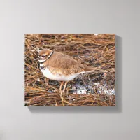 Killdeer in the Freezing Mudflats Canvas Print