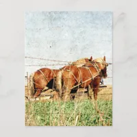 Ready For Work, Two Draft Horses Postcard