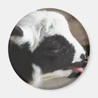 Newborn Lamb Magnet
