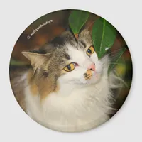 Whimsical The Cat and the Camellia Magnet