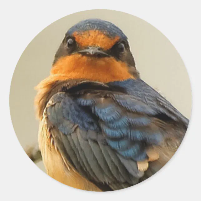 Trading Stares with a Barn Swallow Classic Round Sticker