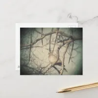 A beautiful Dove Vintage Look Photography Postcard