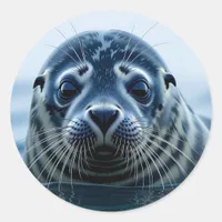 Cute Seal Close up