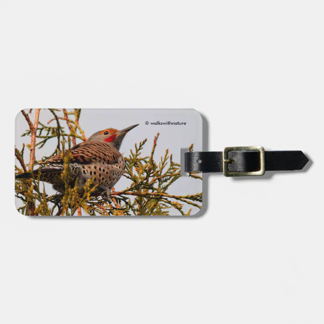 Male Red-Shafted Northern Flicker in a Tree Luggage Tag