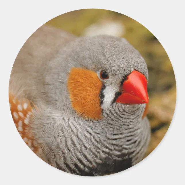 Zebra Finch on the Rocks Classic Round Sticker