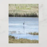 Postcard - Egret standing proud