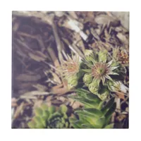 Blooming Hen and Chicks Plants Ceramic Tile
