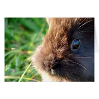 Lionhead Bunny