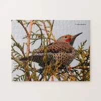 Male Red-Shafted Northern Flicker in a Tree Jigsaw Puzzle