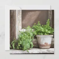 Pretty Plants in Rustic Window