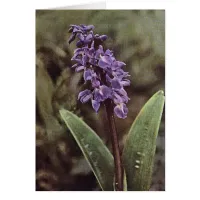 Wildflower: Early Purple Orchids Card