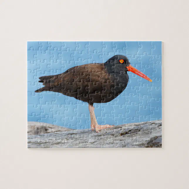 WWN Black Oystercatcher on Beach Driftwood