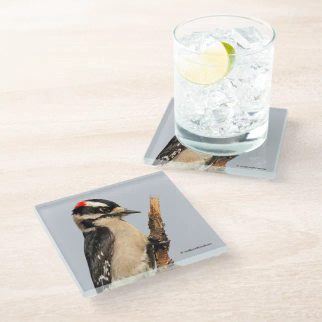 Cute Downy Woodpecker on Fruit Tree Glass Coaster