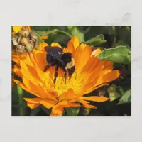 postcard - Feeding in Calendula