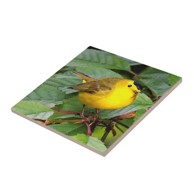 Beautiful Wilson's Warbler in the Cherry Tree Ceramic Tile