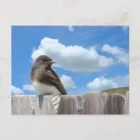 Postcard - Black Phoebe on Fence