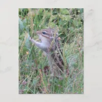 Charming Chipmunk in Summer Meadow Postcard