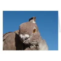 Oriental Frill Pigeon