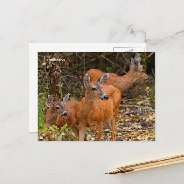 Stunning Trio of Blacktail Deer in the Forest Postcard