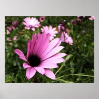 Pink Petals Poster