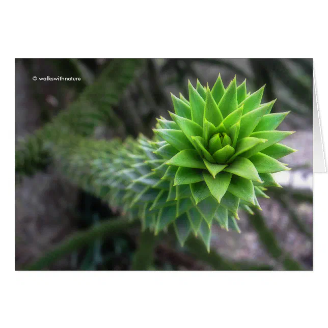 Stunning Chilean Pine Monkey Puzzle Tree