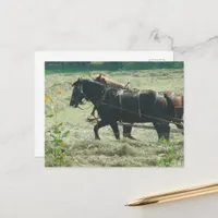 Black and Sorrel Amish Horses Mowing Hay Kalona  Postcard