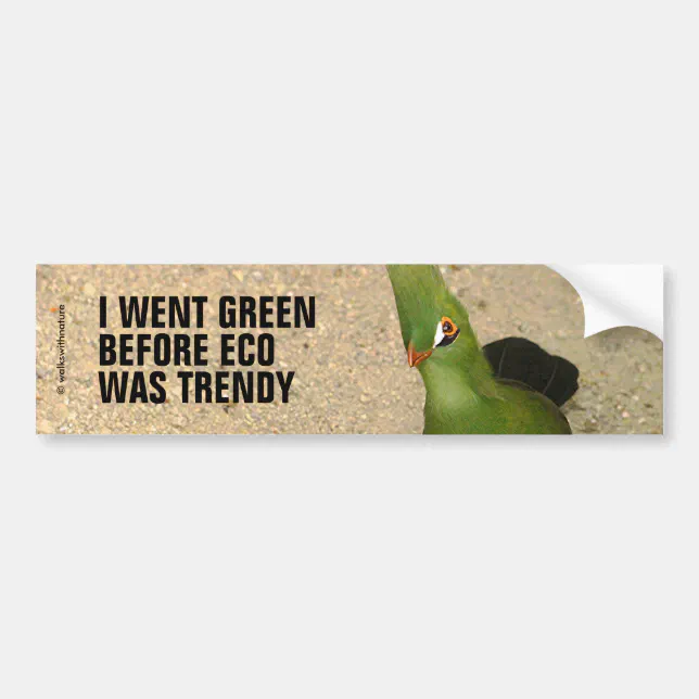 Funny Curious Guinea Turaco Green Bird Bumper Sticker