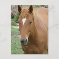 Scotch the Horse Postcard