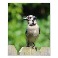 Blue Jay on Fence Photo Print