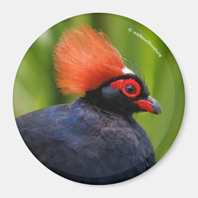 Stunning Roul-Roul Crested Wood Partridge Bird Magnet