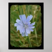 Chickory Flower Poster