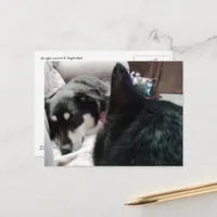 Black Cat Looks At Sleeping Dog Postcard