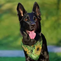 Hand Painted Watercolor Sunflower Custom Pet Bandana Collar