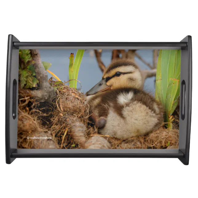 A Cute and Precocious Mallard Duckling Serving Tray