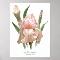 Blush Pink Iris Original Art Print