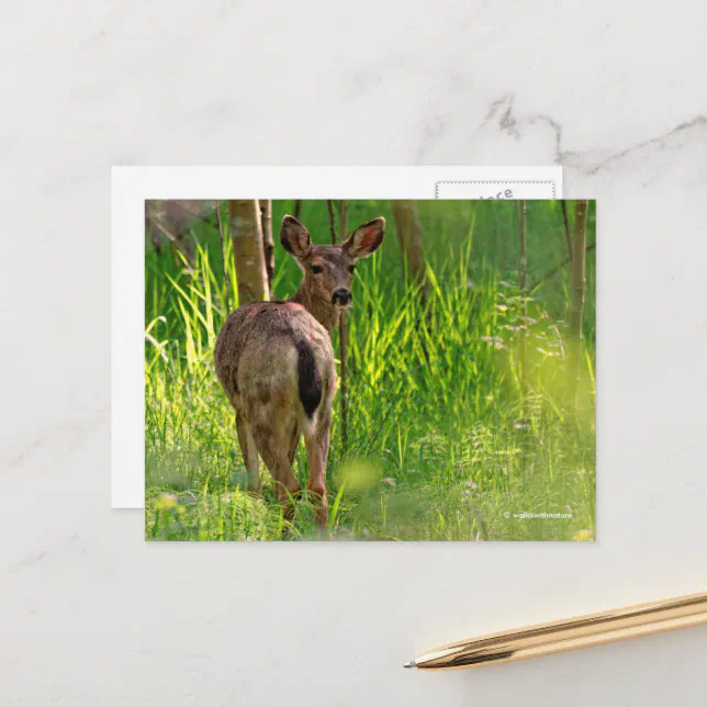 Black-Tailed Deer in the Forest Postcard