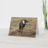 Minnie the Nubian Goat, Christmas Card