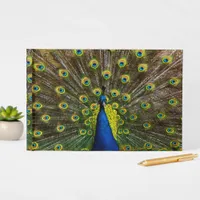 Colorful peacock guest book