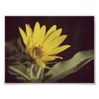 Wildflower Photo Print