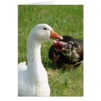 Goosey and Muscovy Drake