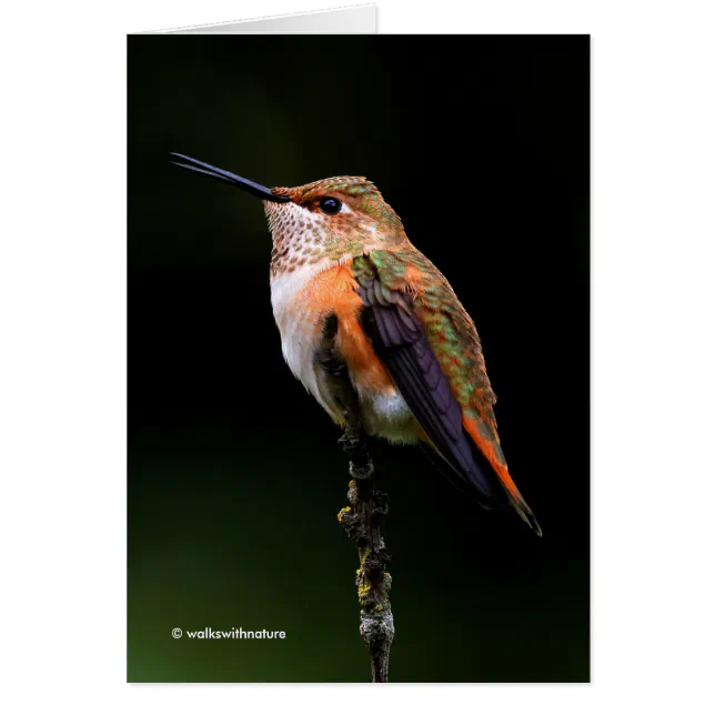 Adorable Rufous Hummingbird on Branch