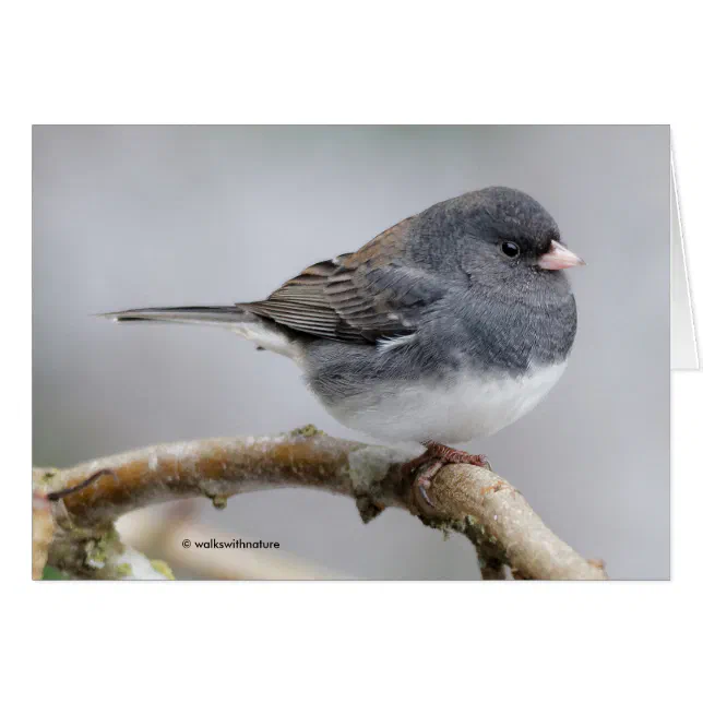 Slate-Colored Dark-Eyed Junco on the Pear Tree