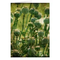 Poppy Flower Seed Pods