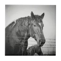 Horses Behind the Fence in Black and White Ceramic Tile