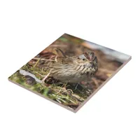 Cute and Spunky Lincoln's Sparrow Ceramic Tile